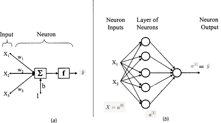 single neuron and network