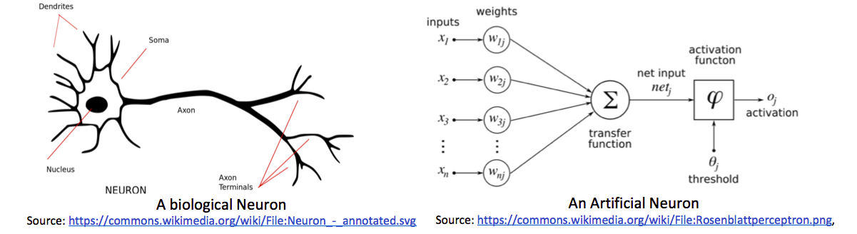 Neuron